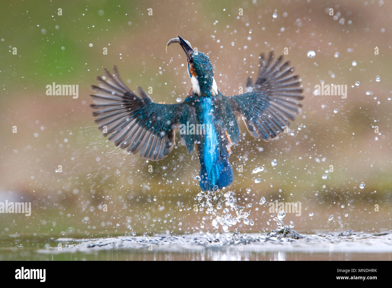Une photo d'action d'une politique commune de Kingfisher (Alcedo atthis) sortant de l'eau après la plongée pour les poissons dans un petit bassin au Royaume-Uni Banque D'Images