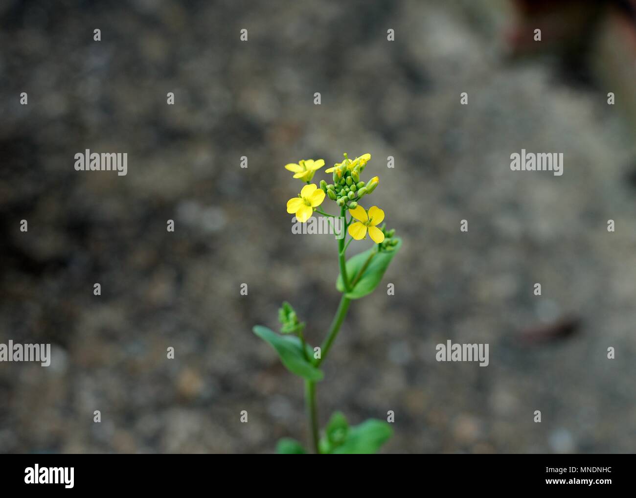 Petit jaune vif, Pak-choï (Bok Choy) fleurs sur une journée de printemps ensoleillée. Banque D'Images