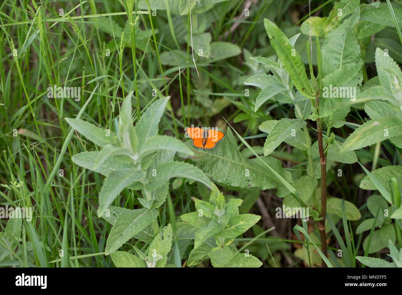 (Lycaena dispar grande) Banque D'Images