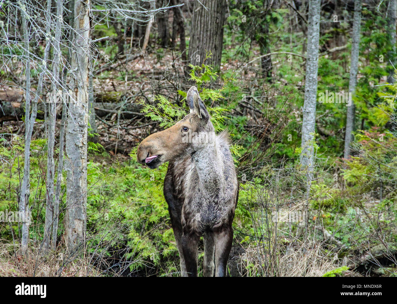 L'orignal avec la langue hors de la bouche, au début du printemps dans le parc provincial Algonquin, en Ontario, Canada Banque D'Images