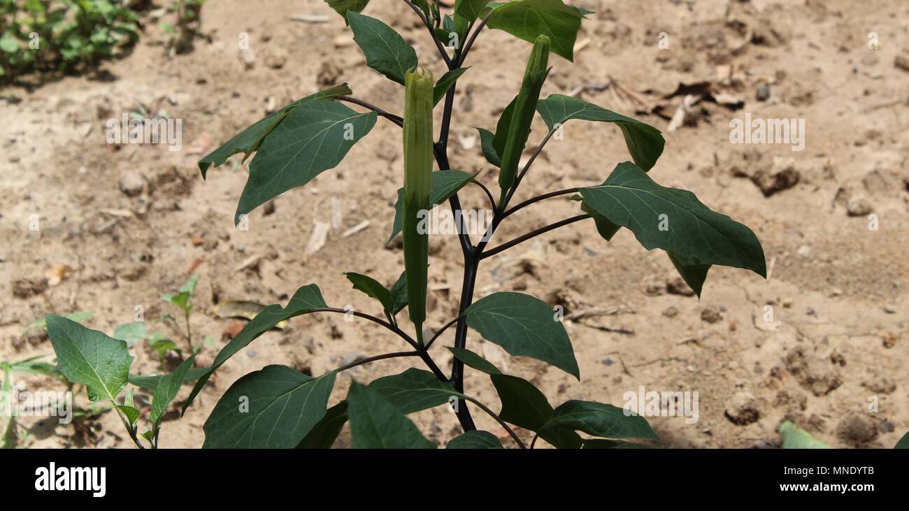 Gros plan Datura innoxia et fleur blanche en hiver. Banque D'Images