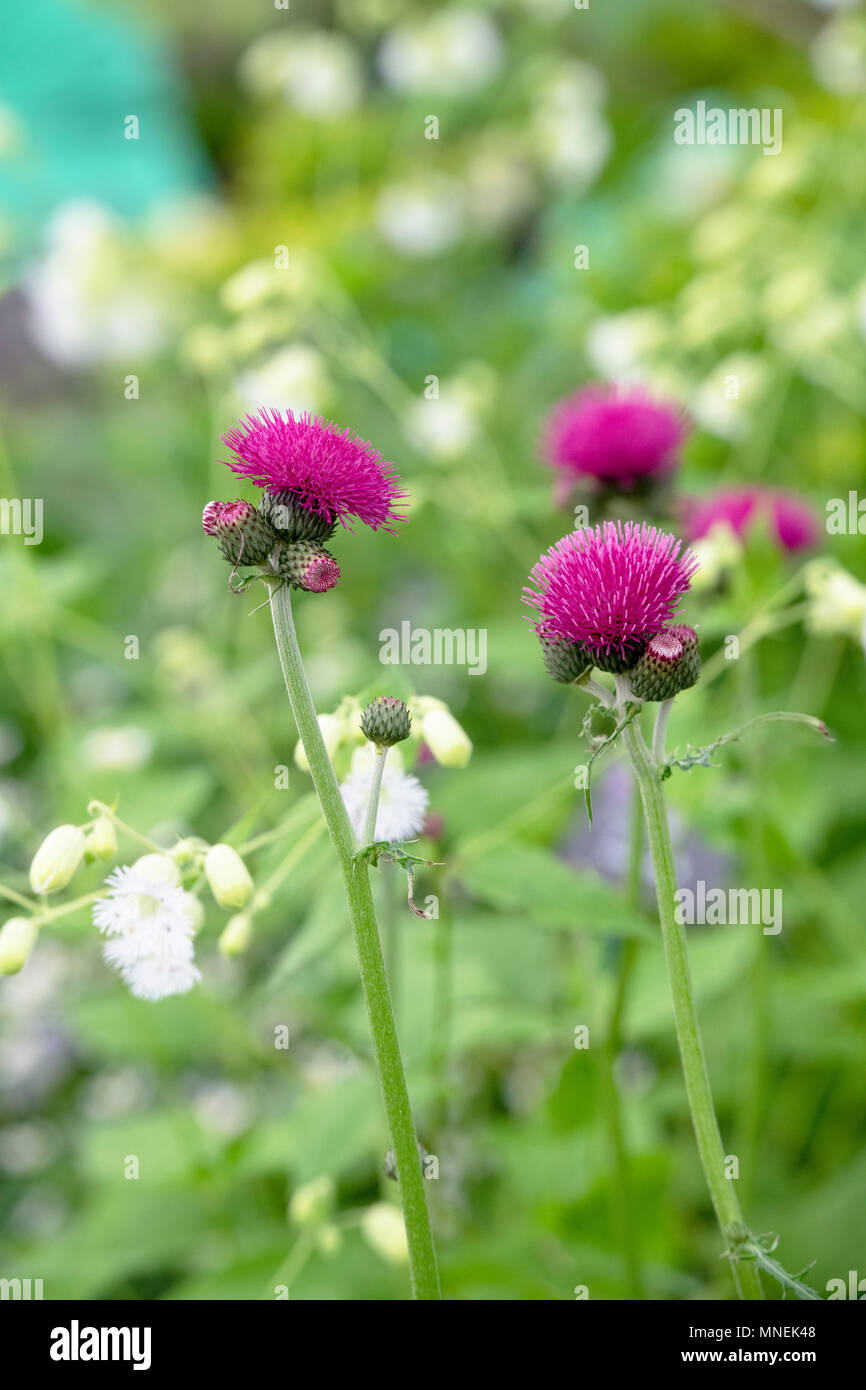 Cirsium rivulare 'atropurpureum'. Plume 'Atropurpureum' / chardon Chardon Brook Banque D'Images