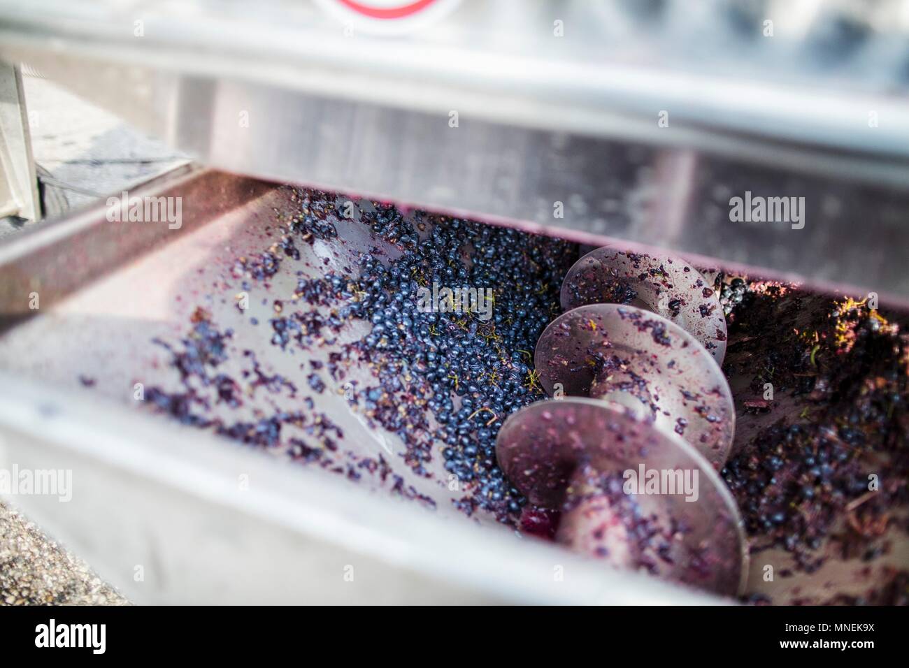 Les raisins de vin rouge en cours de traitement avec une machine Banque D'Images