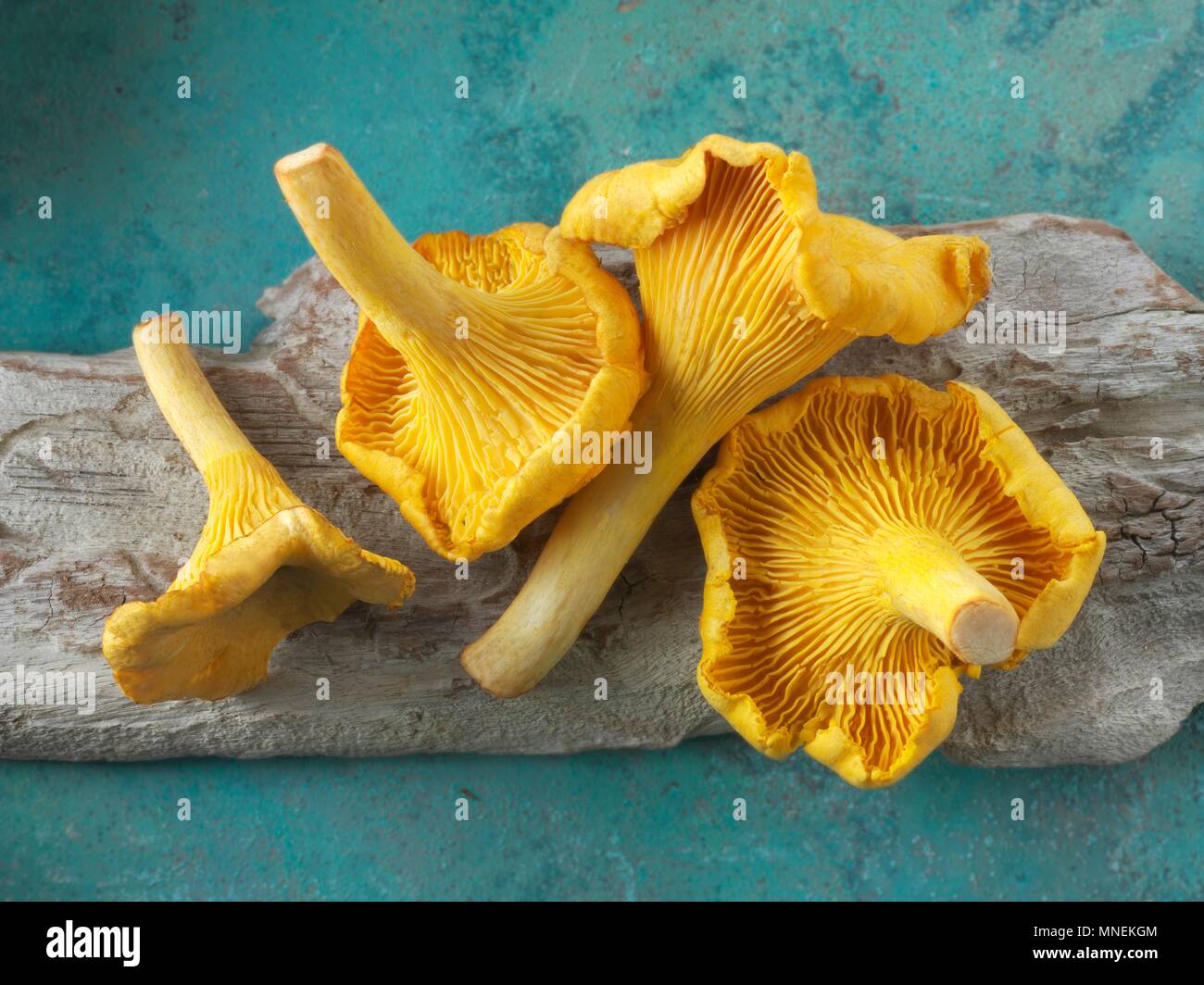 Chanterelles fraîchement cueillies Banque D'Images