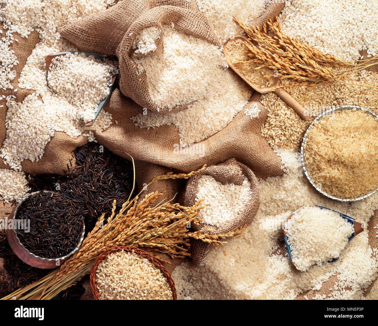 Différents types de riz et d'épis de maïs (vue de dessus) Banque D'Images