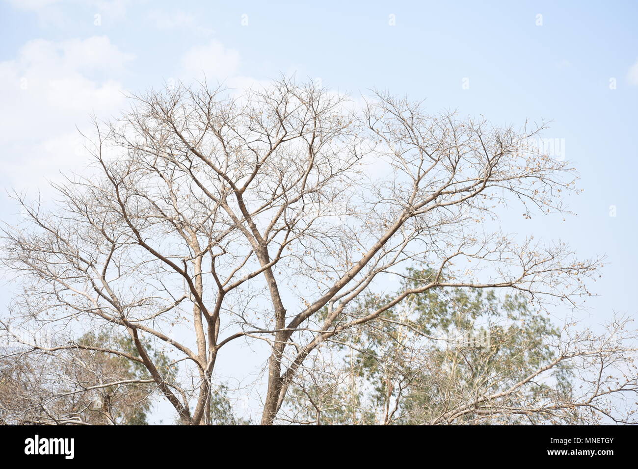 Les arbres forestiers hot summer bhopal inde Banque D'Images