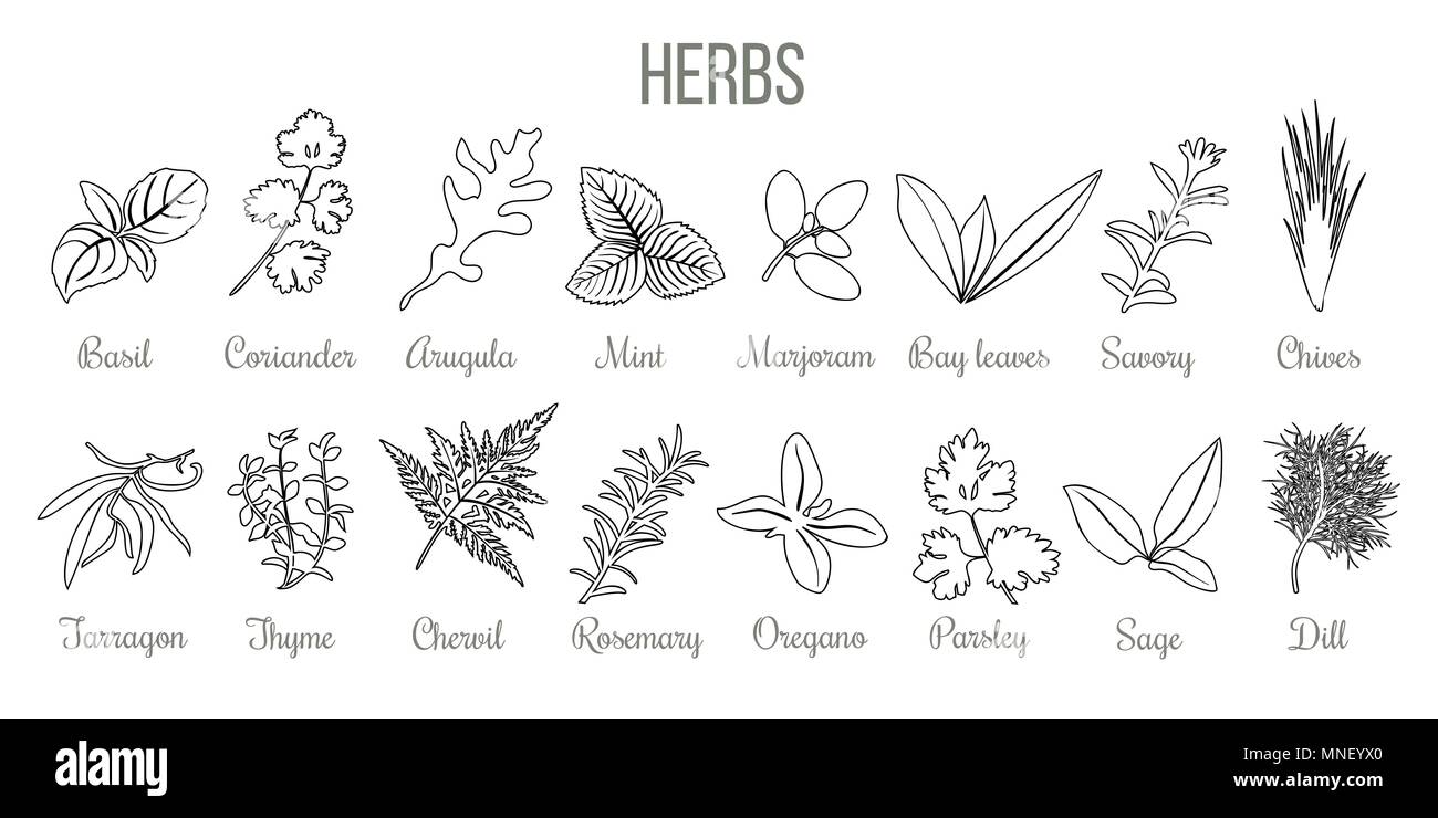 Ensemble d'herbes culinaires populaires. style réaliste. icon contours esquisser le basilic, coriandre, menthe, romarin, sauge, basilic, thym, persil silhouette Illustration de Vecteur