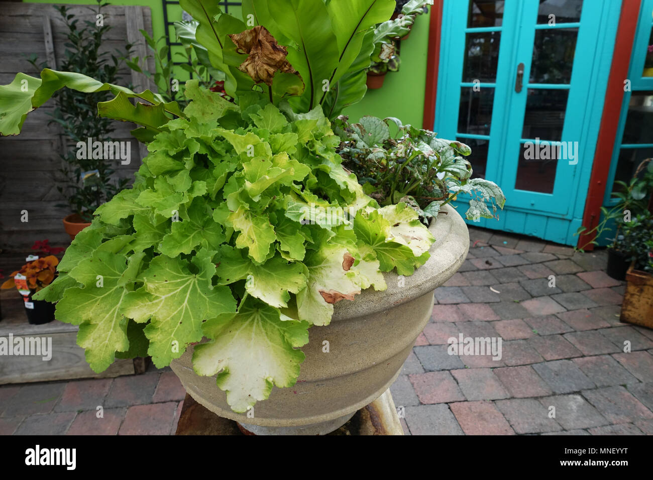 Asplenium australasicum ou connu sous le nom de Bird's Nest fern Banque D'Images