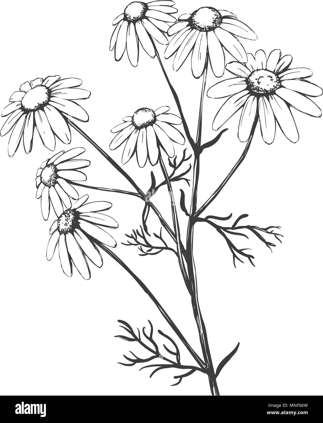 La camomille, plante médicinale, daisy hand drawn vector illustration croquis réalistes Illustration de Vecteur
