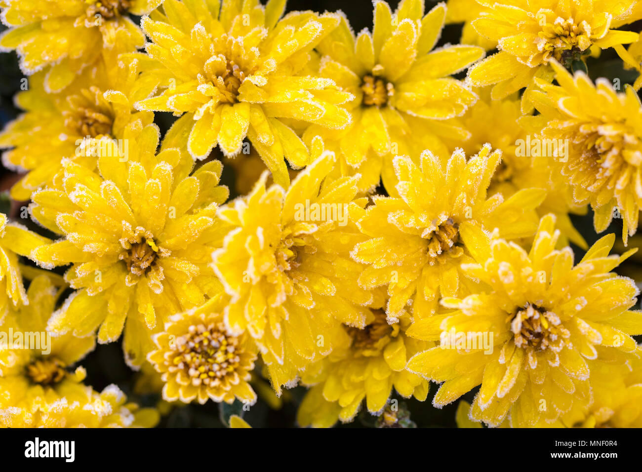 Fleurs chrysanthème couvert de givre dans le jardin d'automne Banque D'Images