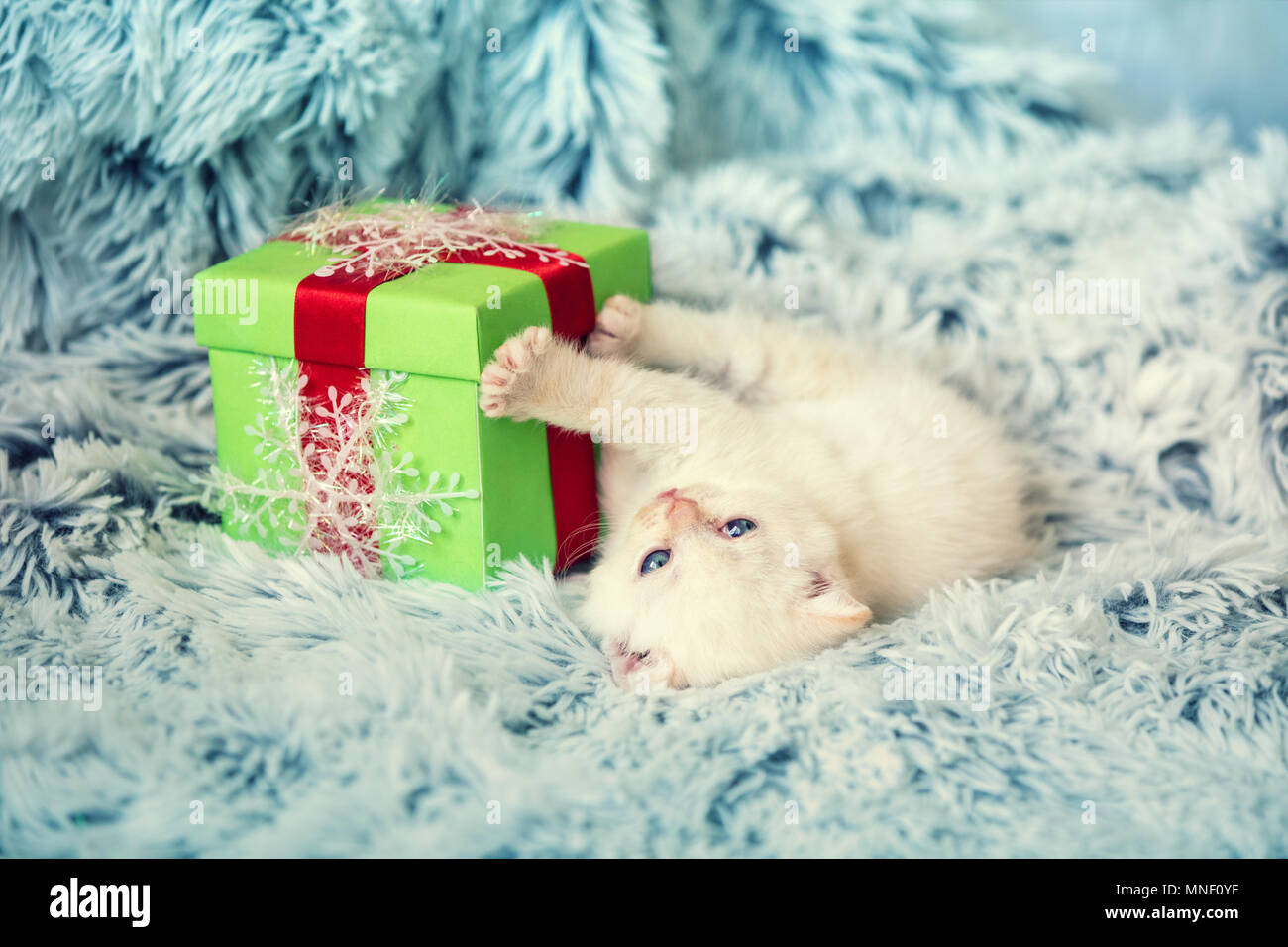 Petit Chaton à présent fort sur couverture moelleux Banque D'Images