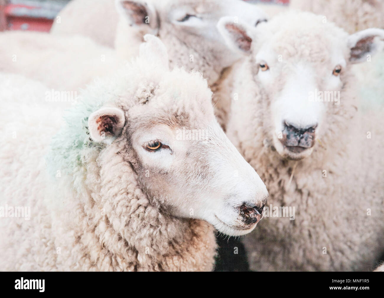Visage de profil mouton Banque D'Images