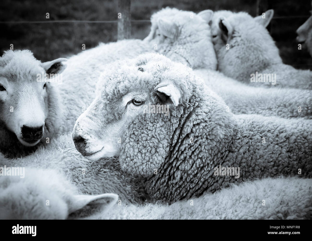 Le noble profil d'un mouton de Nouvelle-Zélande Banque D'Images