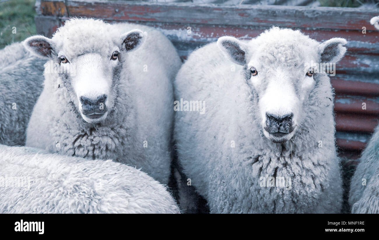 Deux moutons regardant la caméra Banque D'Images