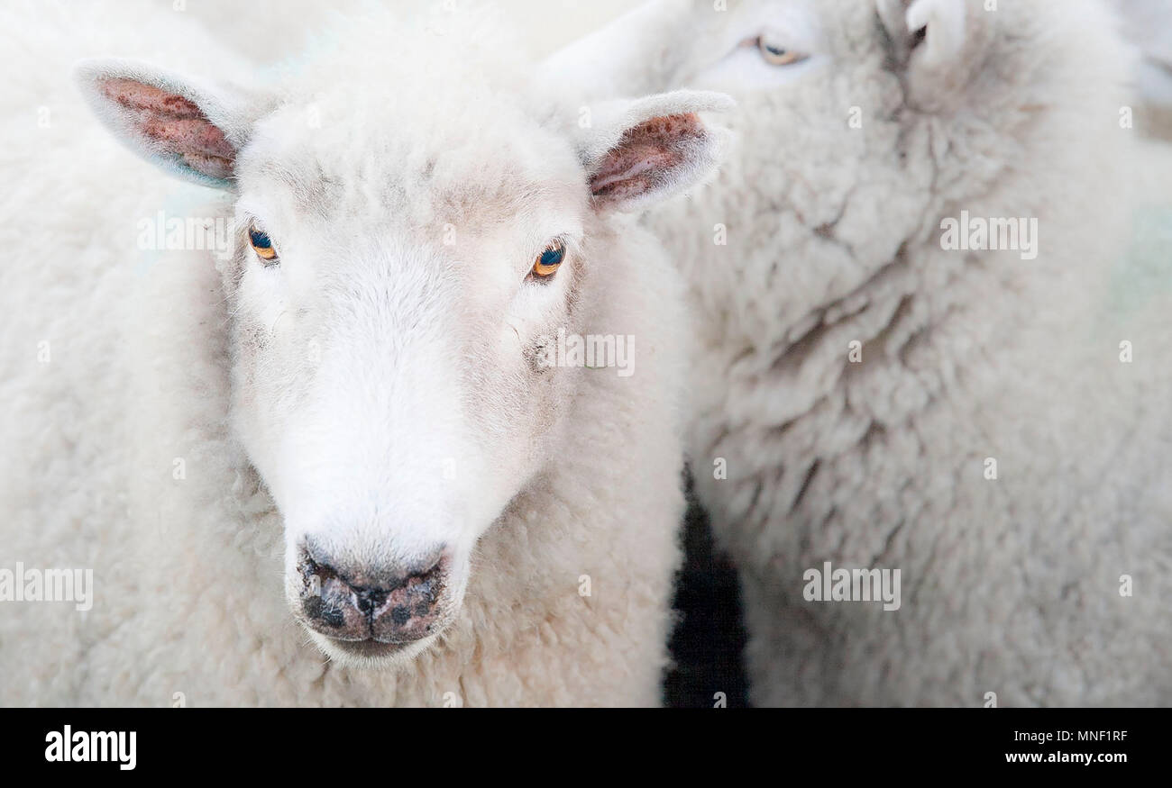 Le visage d'un blanc laineux moutons Banque D'Images