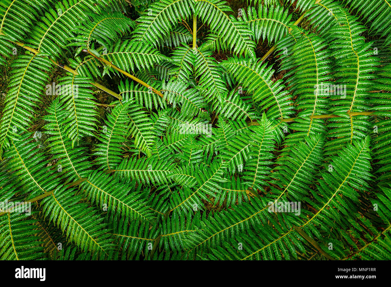 Le centre d'une fougère arborescente de Nouvelle-Zélande Banque D'Images