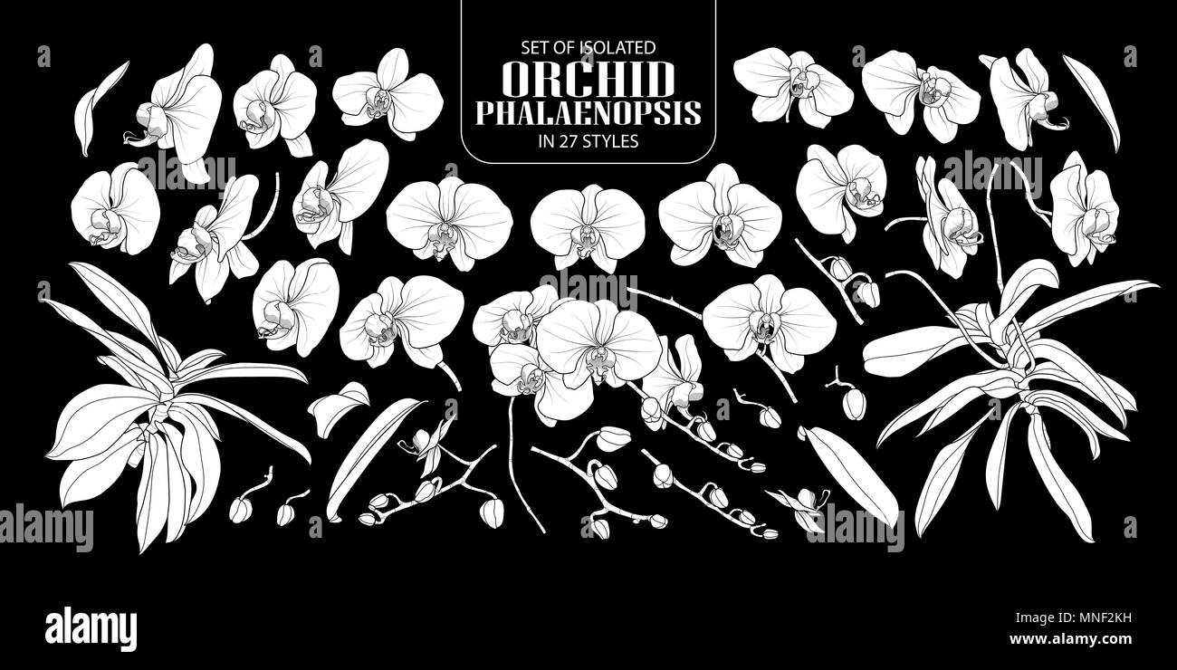 Ensemble de silhouette blanche isolée, orchidée Phalaenopsis dans 27 styles. Cute vector illustration fleur dessiné à la main en avion blanc sans contours sur noir Illustration de Vecteur