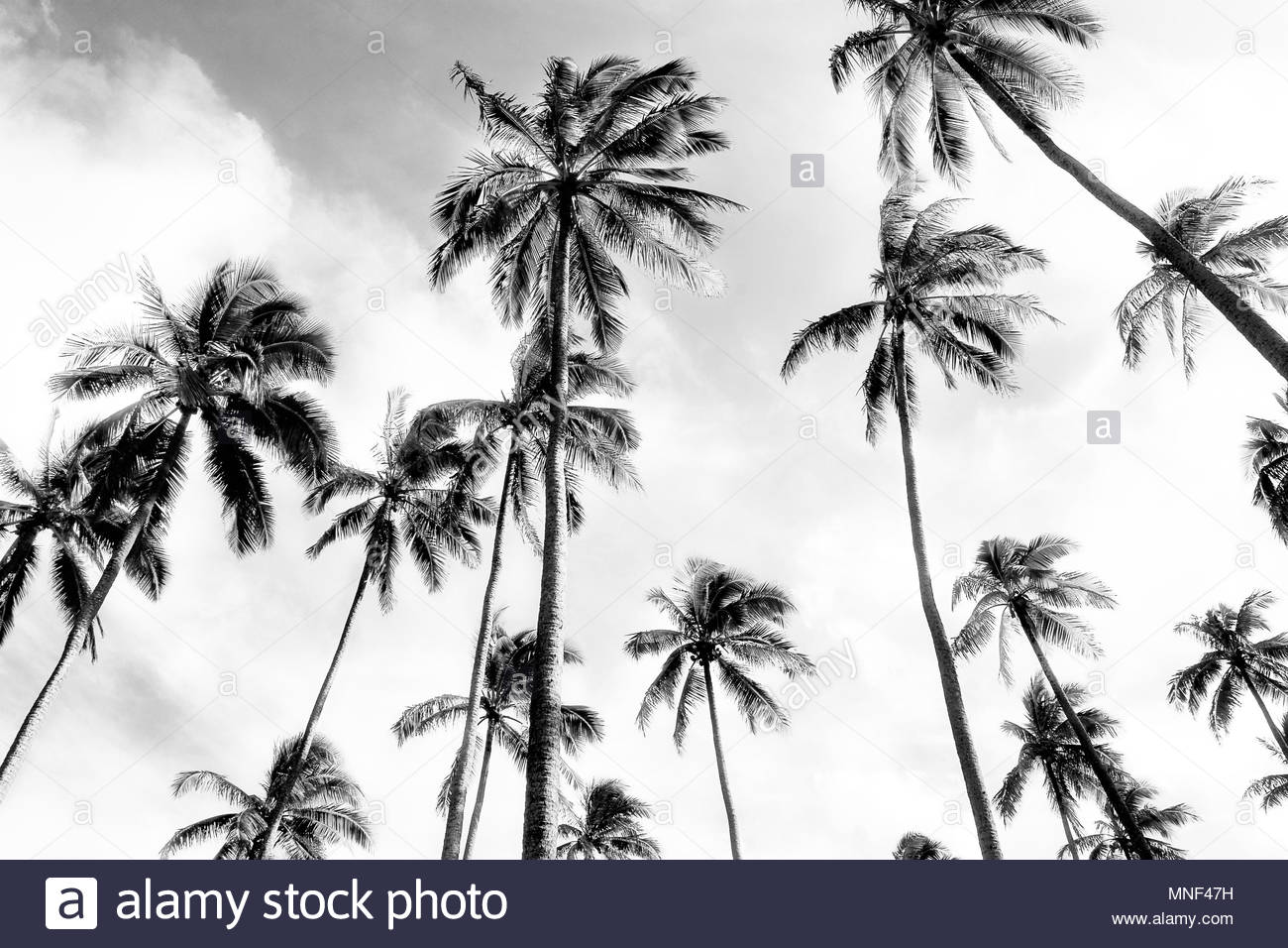 Le Noir Et Blanc Image Paysage De Palmiers Sur La Plage