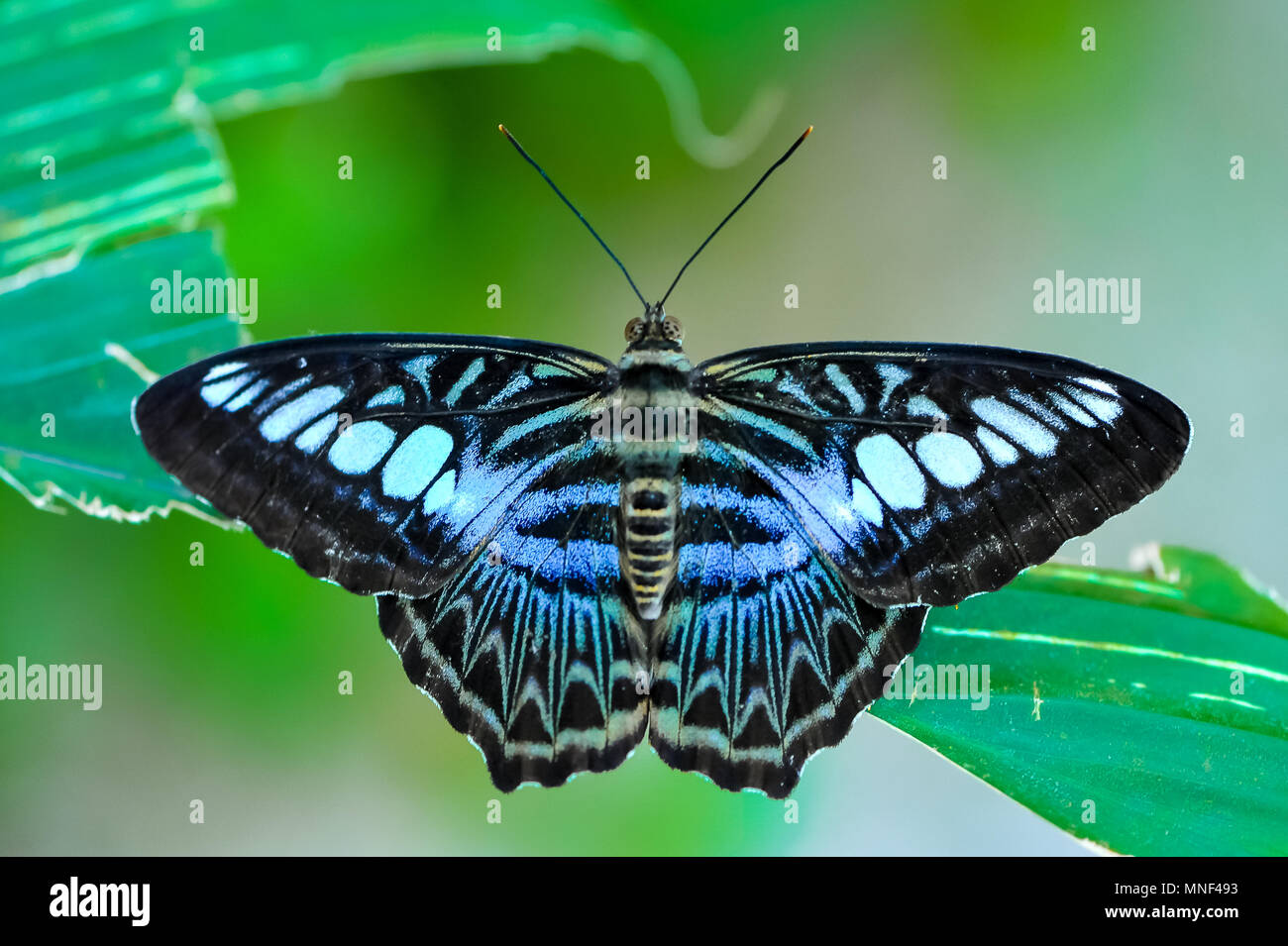 Beau bleu clipper butterfly (Parthenos sylvia), sur un fond vert feuille, floue. Banque D'Images