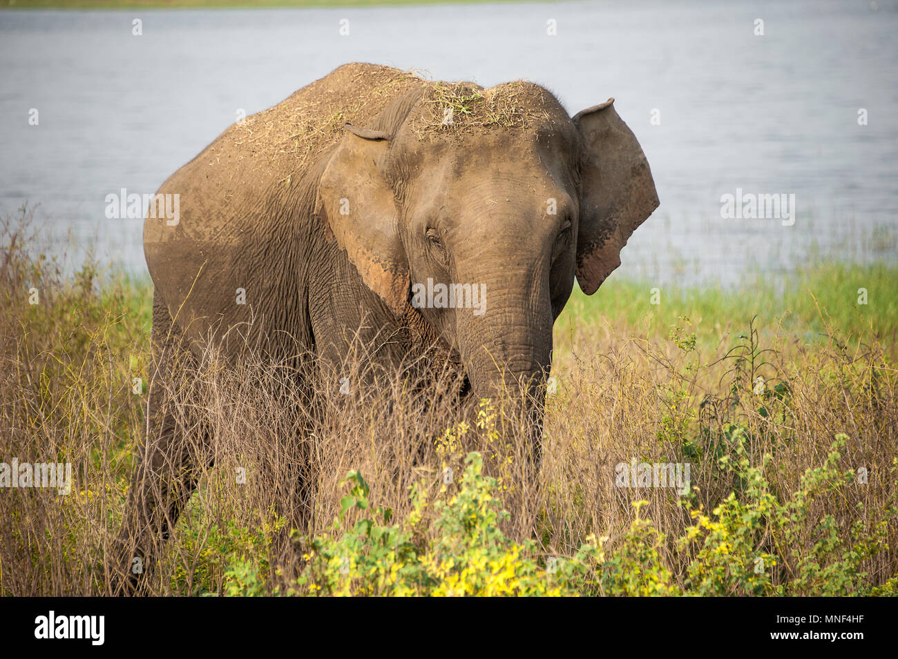 Le coucher du soleil, le Parc National de Minneriya, Sri Lanka. Portrait d'une femelle Éléphant d'Asie (Elephas maximus) Comité permanent dans les prairies à côté d'un lac. Banque D'Images
