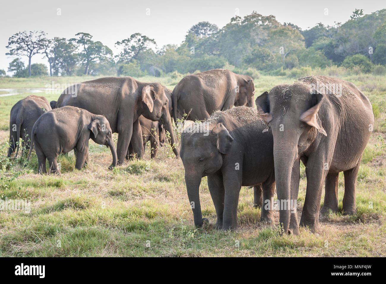 Troupeau d'éléphants indiens (Elephas maximus) paître sur les prairies dans Minerriya, Parc national du Sri Lanka. Coucher du soleil pacifique scène dans un paysage vert Banque D'Images