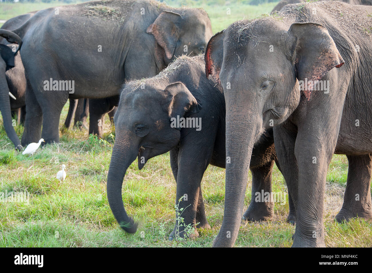Femme et bébé éléphant indien (Elephas maximus) paître sur les prairies dans Minerriya, Parc national du Sri Lanka. Coucher du soleil pacifique dans un paysage vert Banque D'Images
