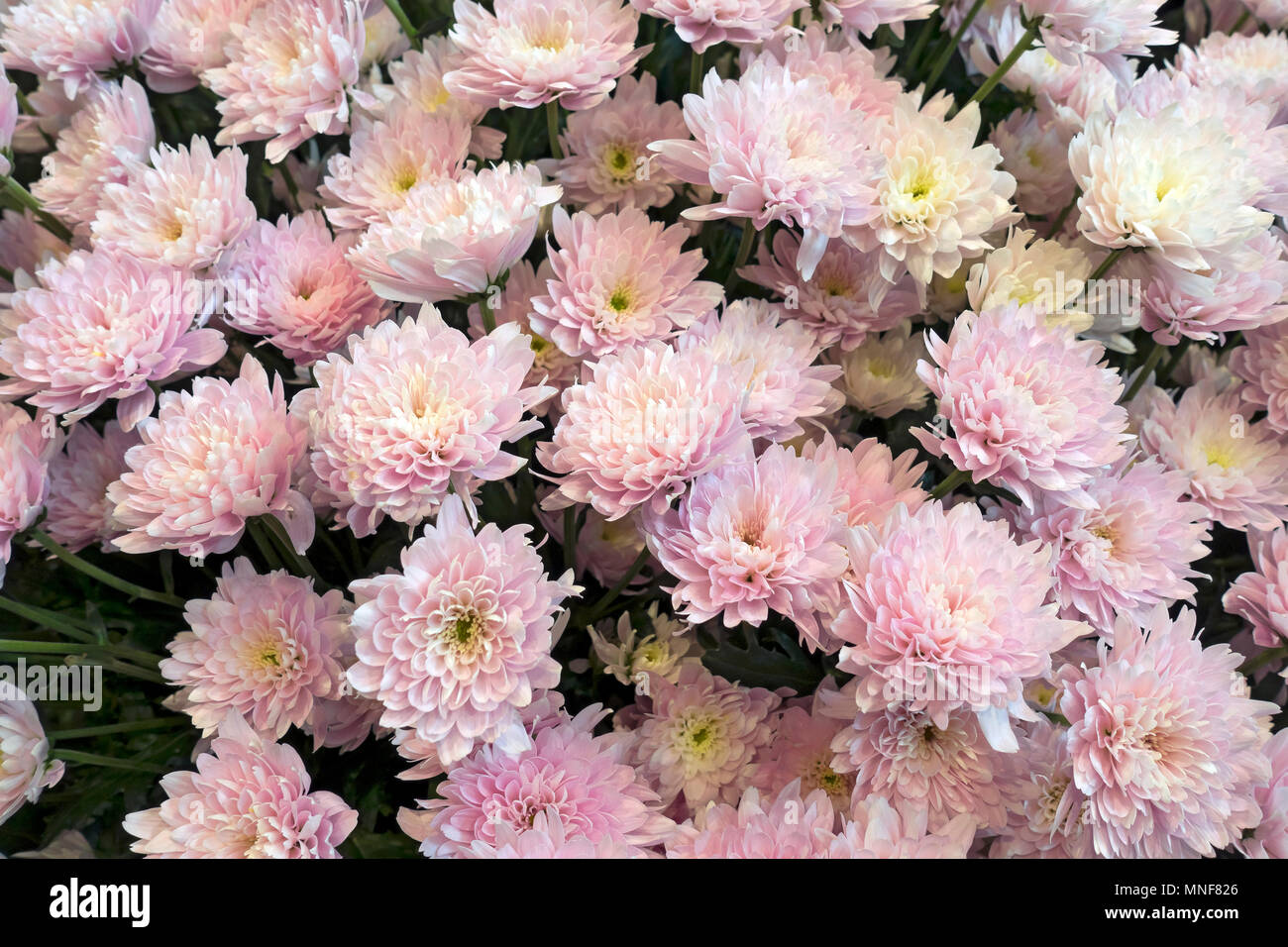 Gros plan des chrysanthèmes roses fleurs chrysanthème fleur Angleterre Royaume-Uni Grande-Bretagne Banque D'Images