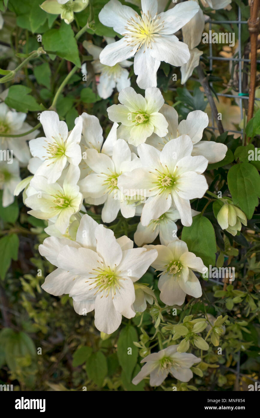 Gros plan de fleurs de clematis blanches fleur plante à fleurs (Avalanche) poussant dans un pot Angleterre Royaume-Uni Royaume-Uni Grande-Bretagne Banque D'Images