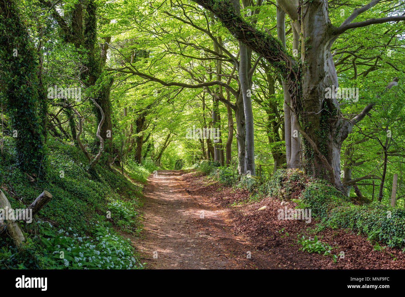 Un sentier boisé près de Bath, en Angleterre, une partie de la Fosse Way qui est une ancienne voie romaine. Banque D'Images