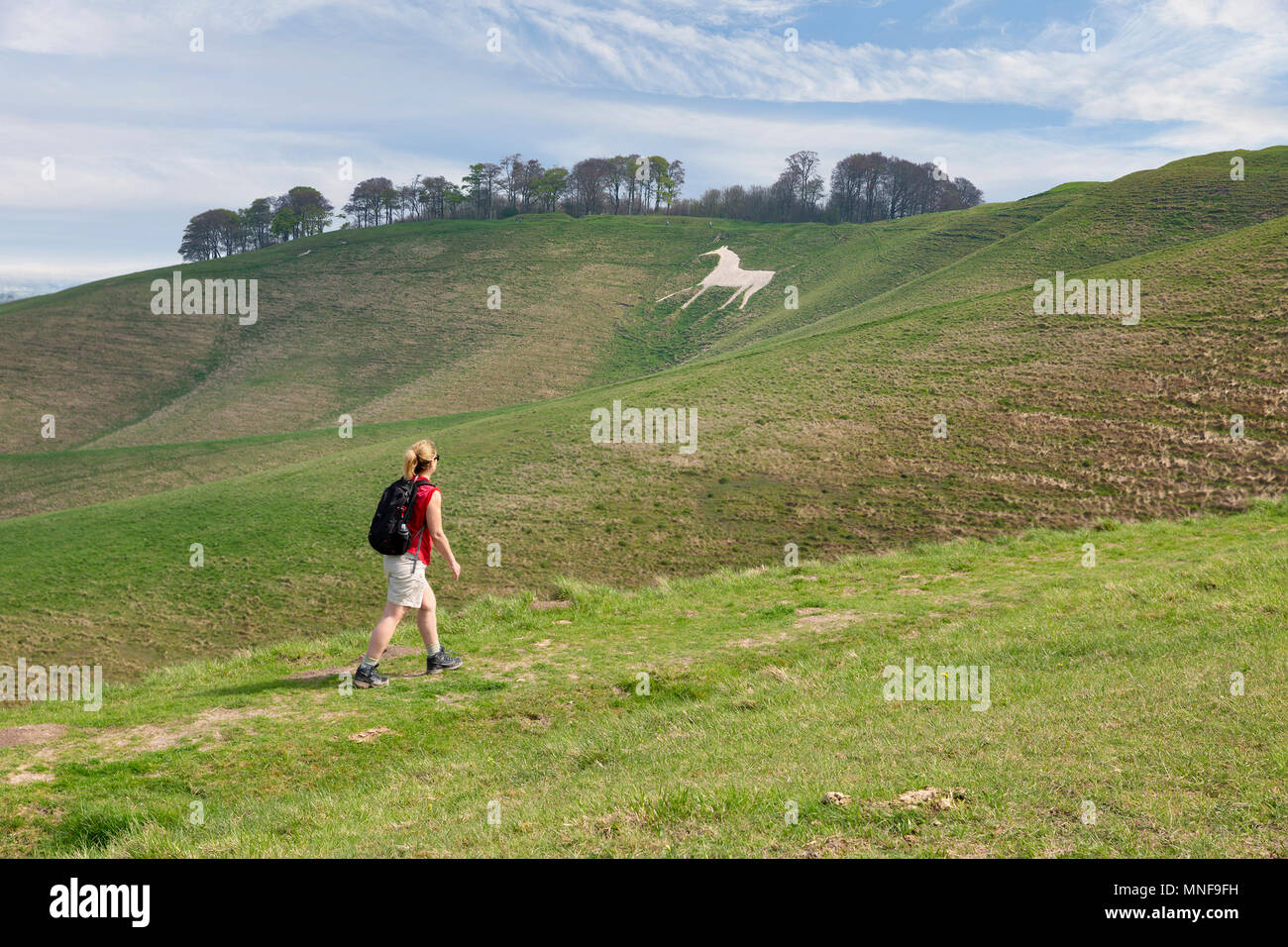 Femme marche sur les collines autour du Cheval Blanc à Winfield, près de Calne, England, UK. Banque D'Images