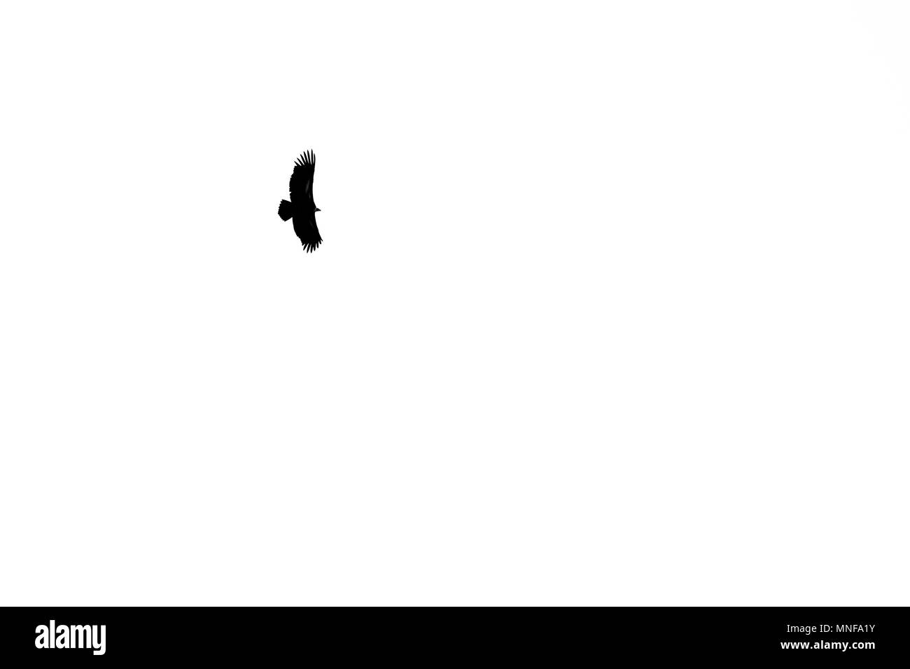 Flying Eagle Steppe silhouette isolé sur fond blanc. Animaux sauvages et le Népal. Banque D'Images