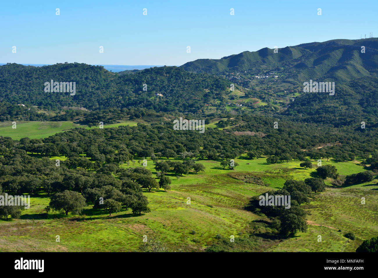 Le liège arbres au Parc Naturel d'Arrabida. Portugal Banque D'Images