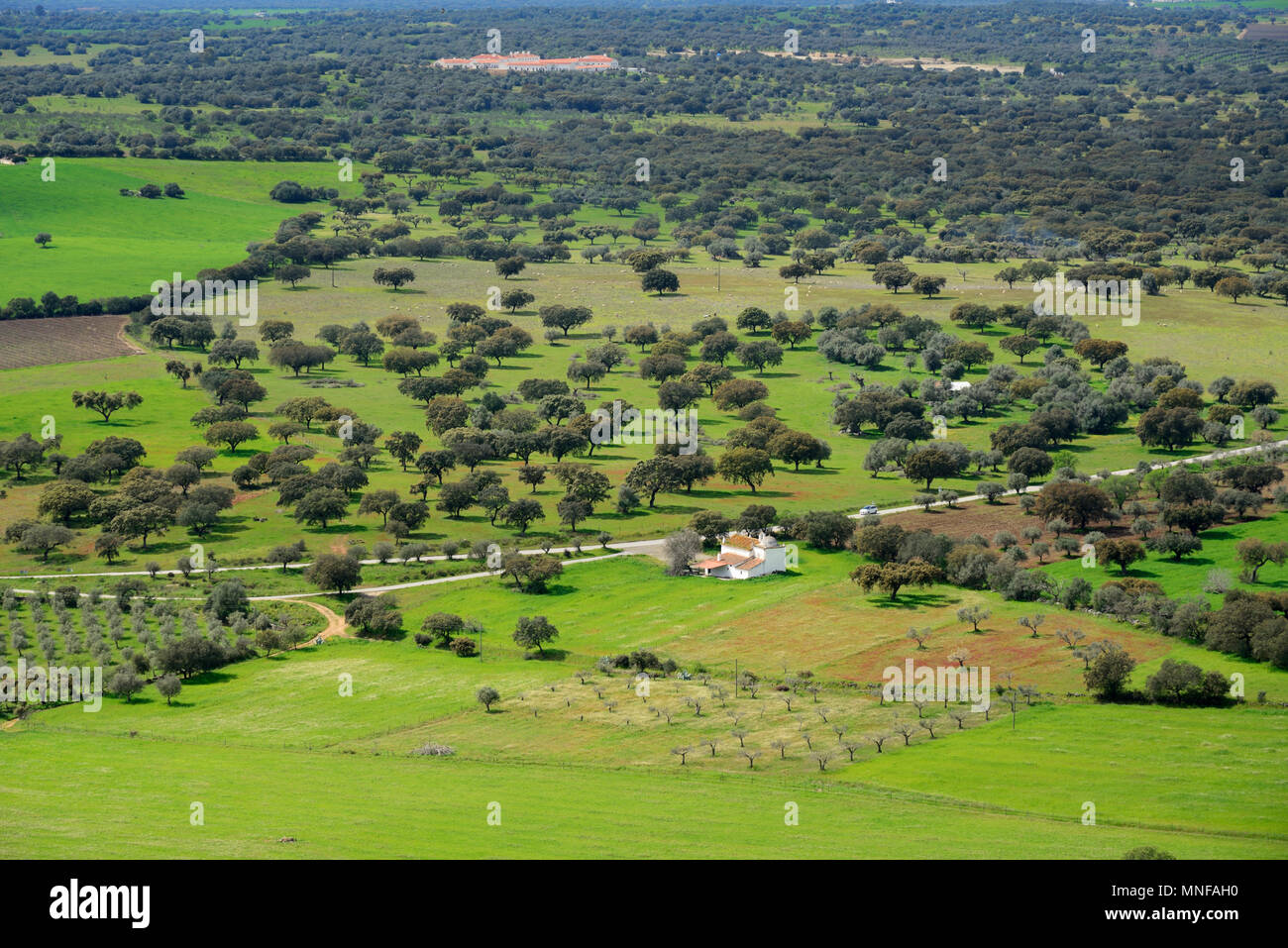 Chênes verts et des chênes liège près de Monsaraz. Le Portugal est le premier producteur de liège dans le monde entier. Alentejo, Portugal Banque D'Images