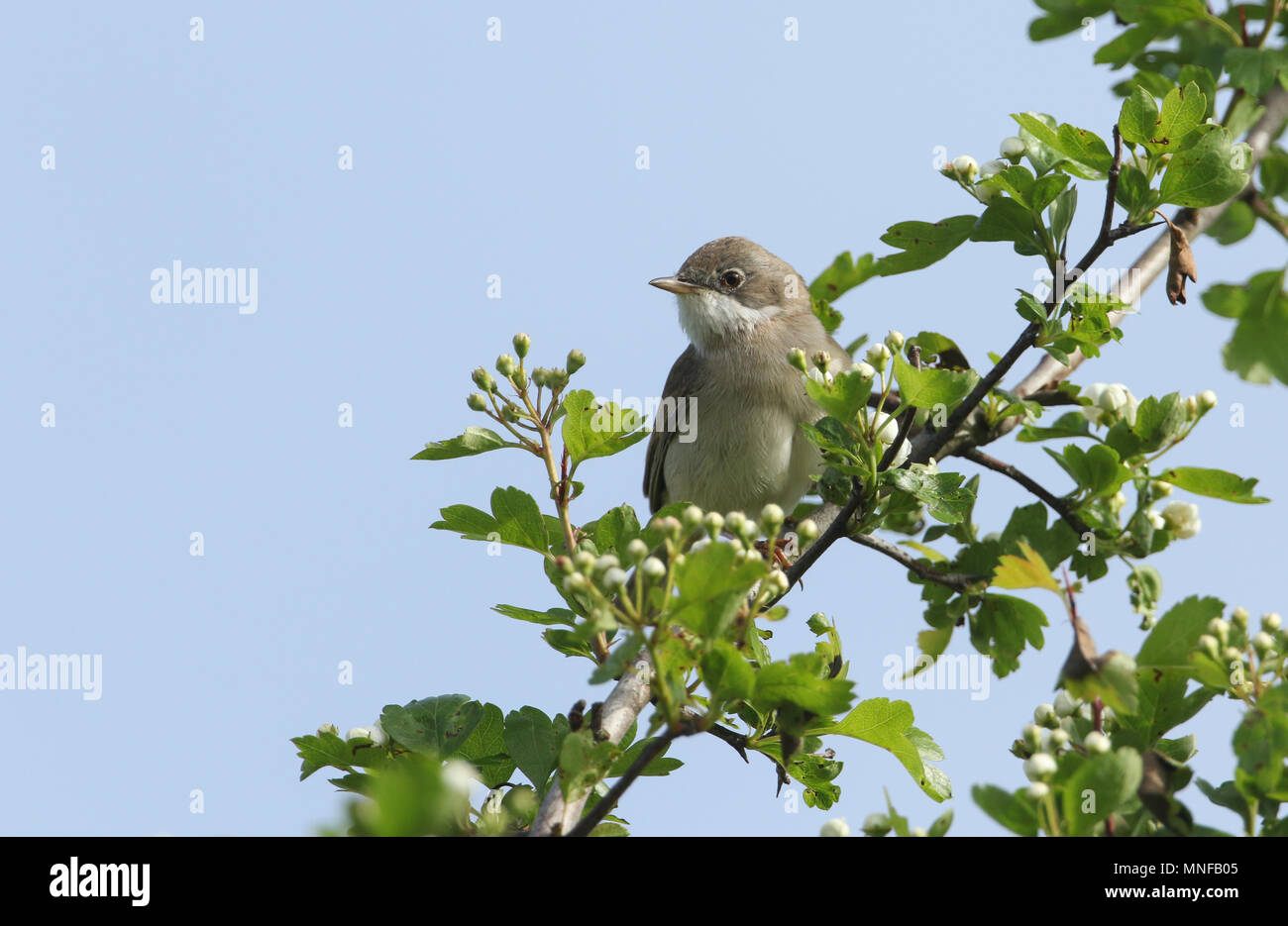 Un superbe Fauvette grisette (Sylvia communis) percher sur un arbre d'aubépine à fleurs (Crataegus monogyna) au printemps. Banque D'Images