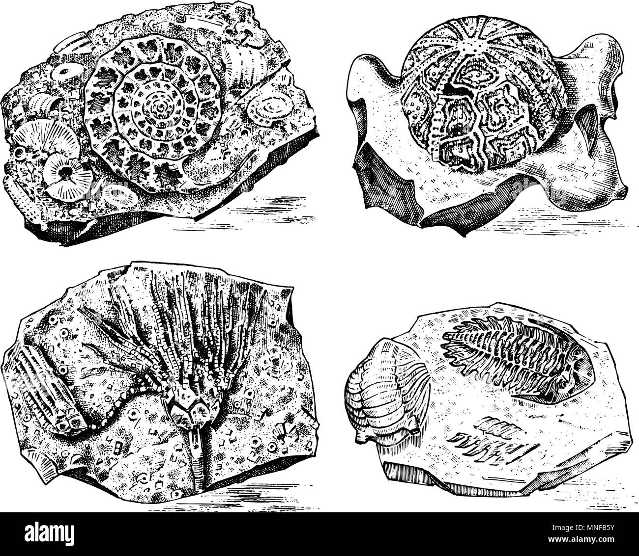Les fossiles, fragments de squelette d'animaux morts préhistoriques en pierre. Et Ammonite, trilobite crinoïde et de l'oursin. L'archéologie ou la paléontologie. gravé à la main vintage vieux croquis. Vector illustration Illustration de Vecteur
