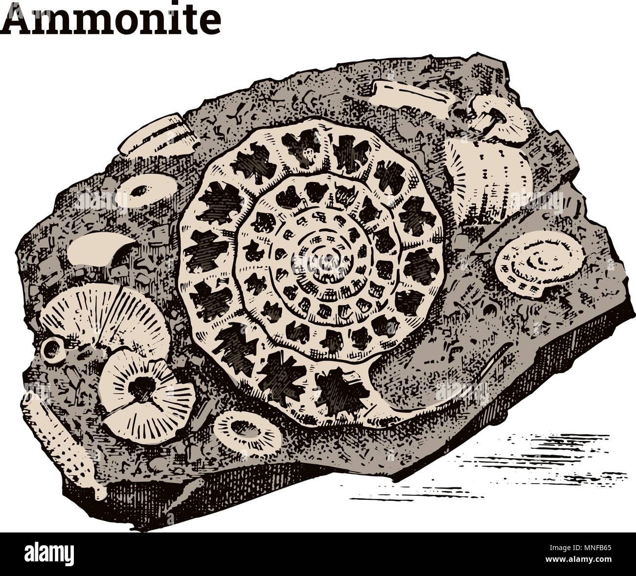 Spécimen d'Ammonites préservés. Les fossiles, fragments de squelette d'animaux morts préhistoriques en pierre. L'archéologie ou la paléontologie. gravé à la main vintage vieux croquis. Vector illustration. Illustration de Vecteur
