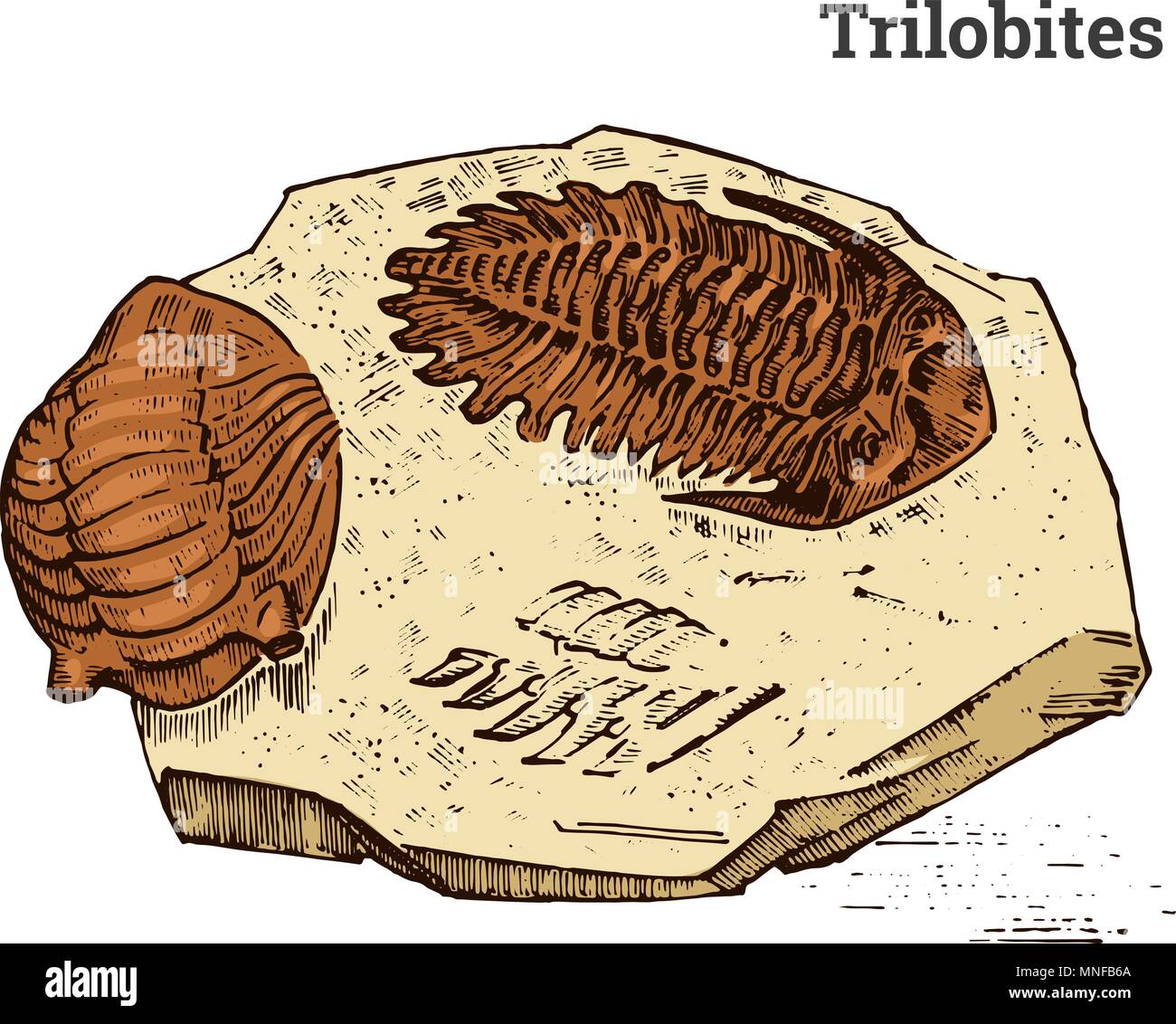 Spécimen de trilobites préservés. Squelette fossile, fragment de l'animal mort préhistorique en pierre. L'archéologie ou la paléontologie. gravé à la main vintage vieux croquis. Vector illustration. Illustration de Vecteur