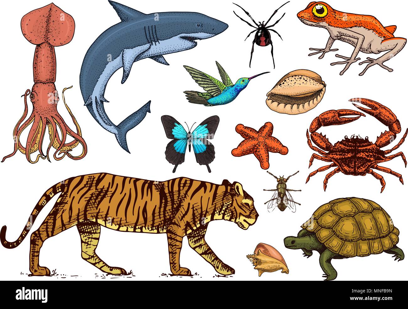 Ensemble d'animaux. Mammifères, reptiles et amphibiens et d'insectes