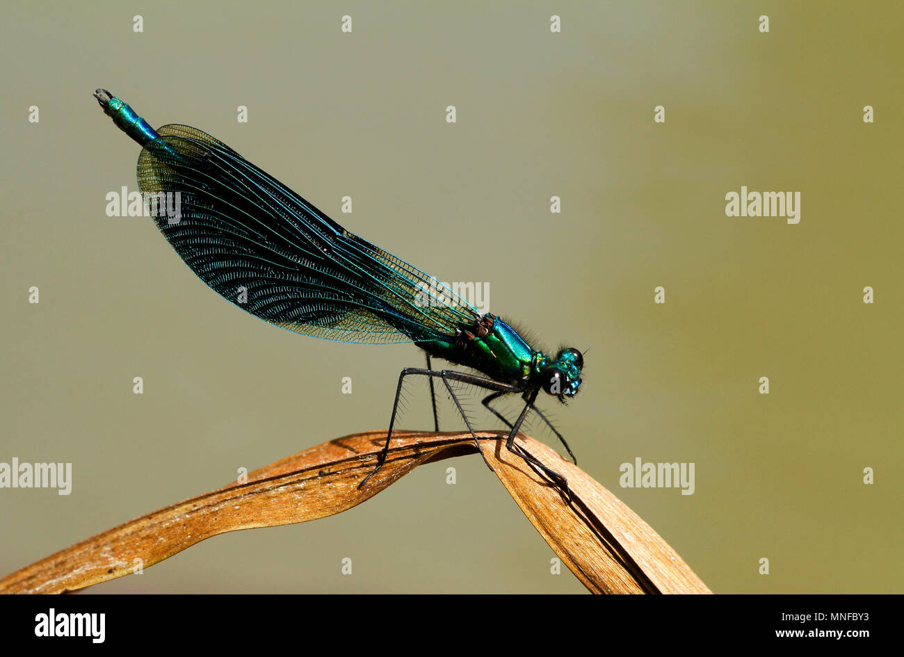 Bagué mâle Calopteryx splendens, demoiselle, reposant sur un brin d'herbe en Finlande. Banque D'Images