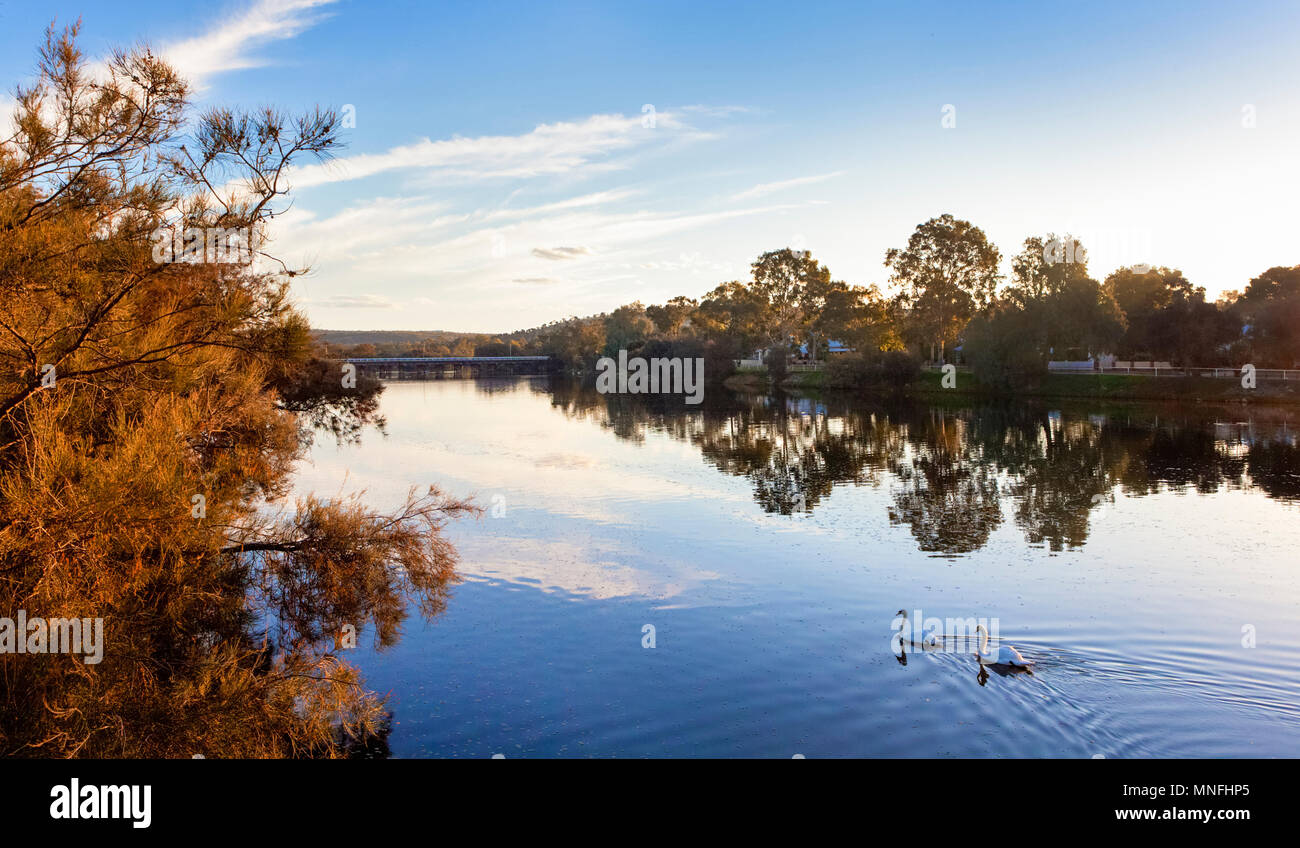 Blanc a présenté le Cygne tuberculé (Cygnus olor) sur la rivière Avon à Northam, Australie occidentale Banque D'Images