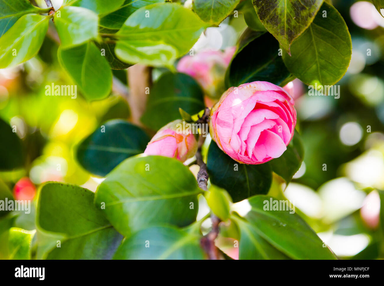 Camellia rose fleur tête sur branches vertes en plein soleil. Mise au point sélective de premier plan avec une faible profondeur de champ. Culture horizontale Banque D'Images