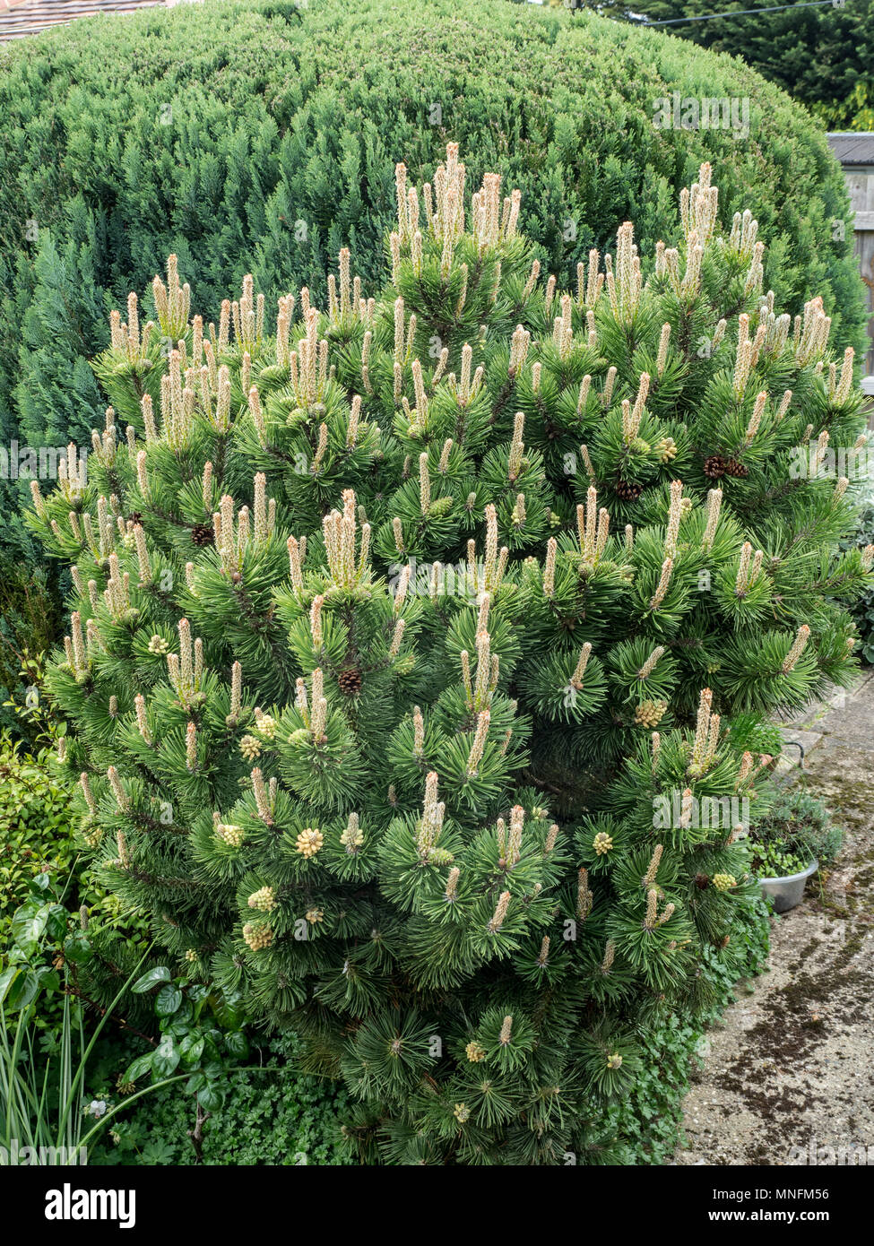 Une plante adulte de Pinus mugo montrant le nouveau ressort vert clair des pointes de croissance Banque D'Images