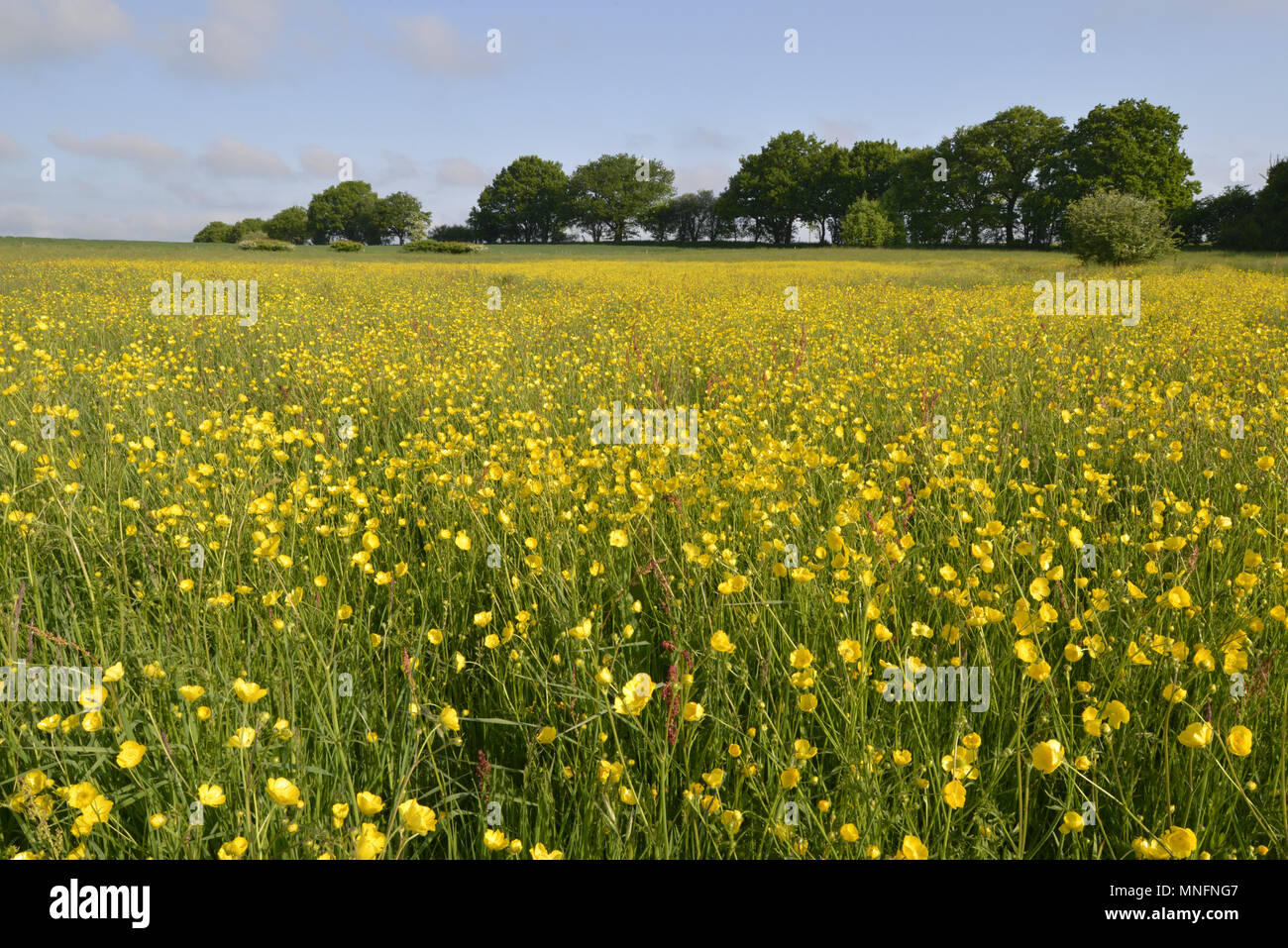 Renoncule - Ranunculus acris Meadow Banque D'Images