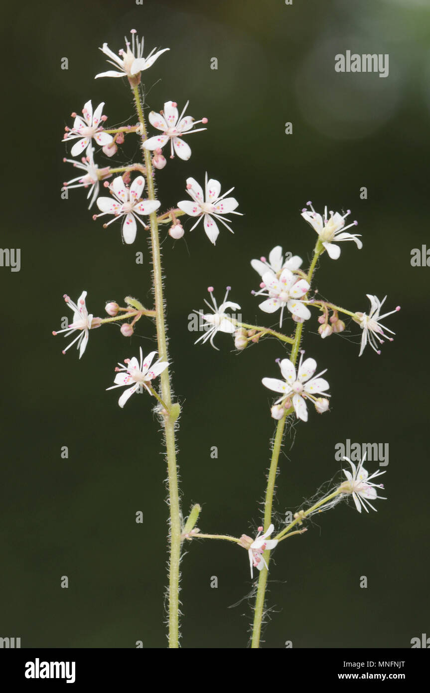 St Patrick's-choux - Saxifraga spathularis Banque D'Images