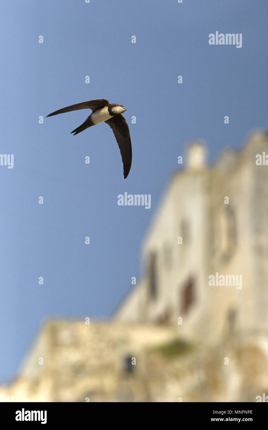 Martinet - Apus melba Banque D'Images