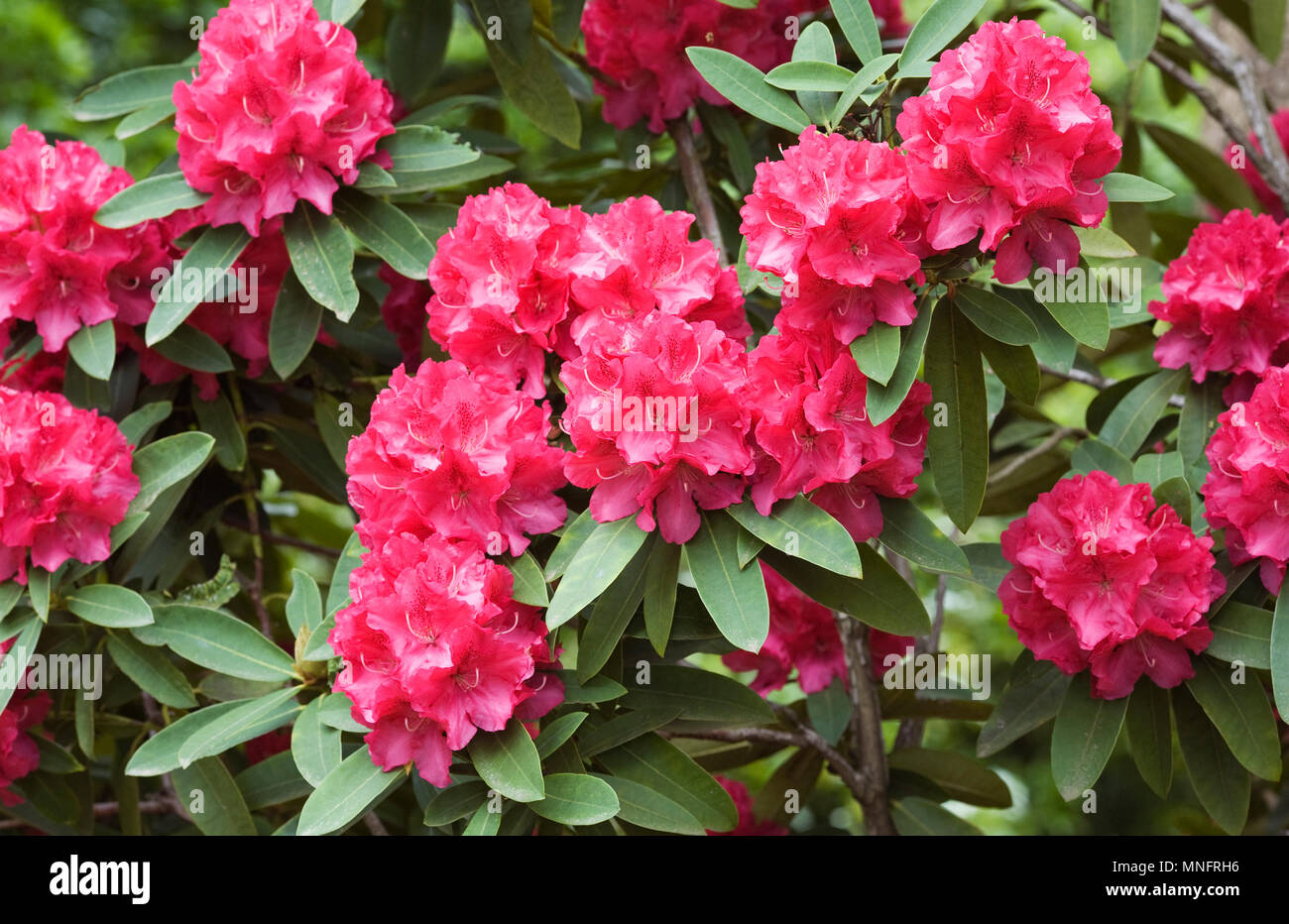 Rhododendron 'Britannia' la floraison au printemps. Banque D'Images