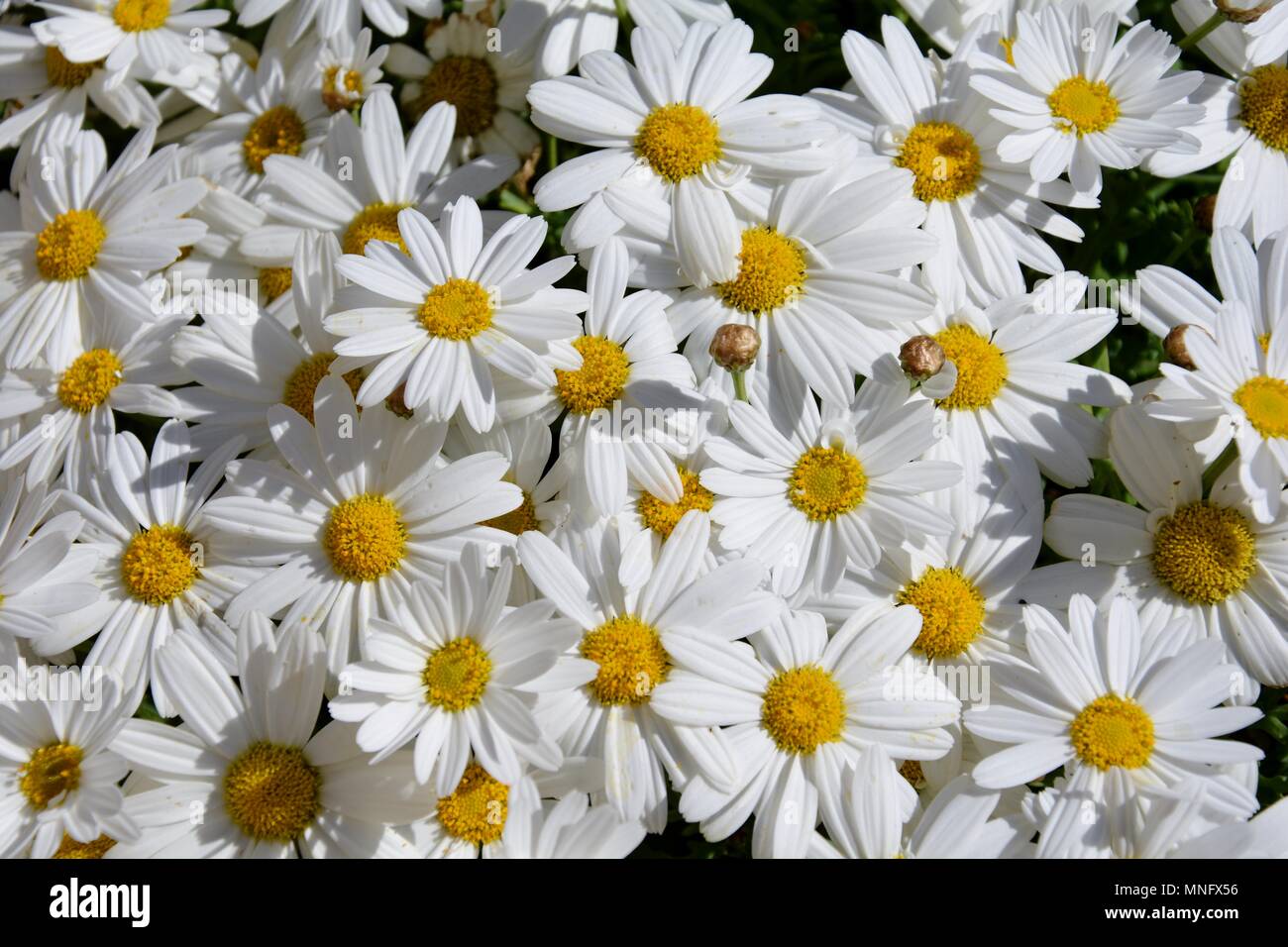 Domaine de marguerites, champ, fleur, fleurs, Daisy, marguerites, blanc,  jaune, pétales, pétale, nature, plante Photo Stock - Alamy