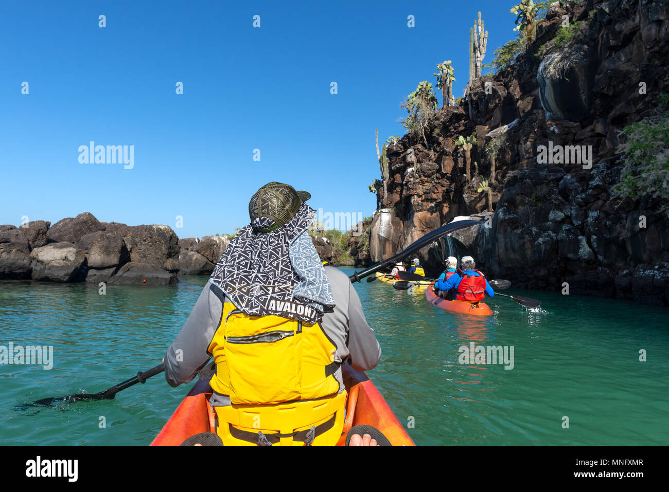 Kayak de mer dans une baie protégée sur l'île Santa Cruz, îles Galapagos, en Équateur. Banque D'Images