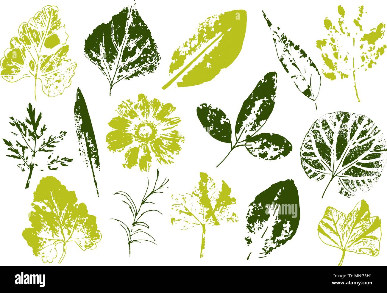 Branches et feuilles vecteur.éléments floraux dessinés à la main. Monochrome Vintage illustration botanique.Stamp de feuilles noires sur fond blanc. Illustration de Vecteur