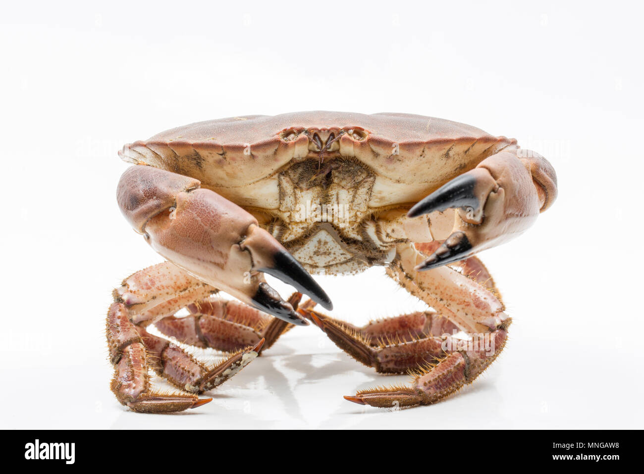 Une femme, ou de garçon, tourteau Cancer pagurus, pris dans un pot de crabe dans la Manche, au large de la côte du Dorset. Le crabe, ou des tourteaux, est cau Banque D'Images